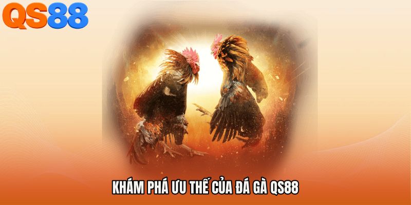 Khám phá ưu thế của Đá gà QS88